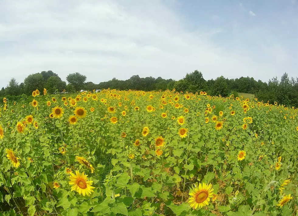 Idgie&#8217;s Sunflowers in Webster County, Kentucky