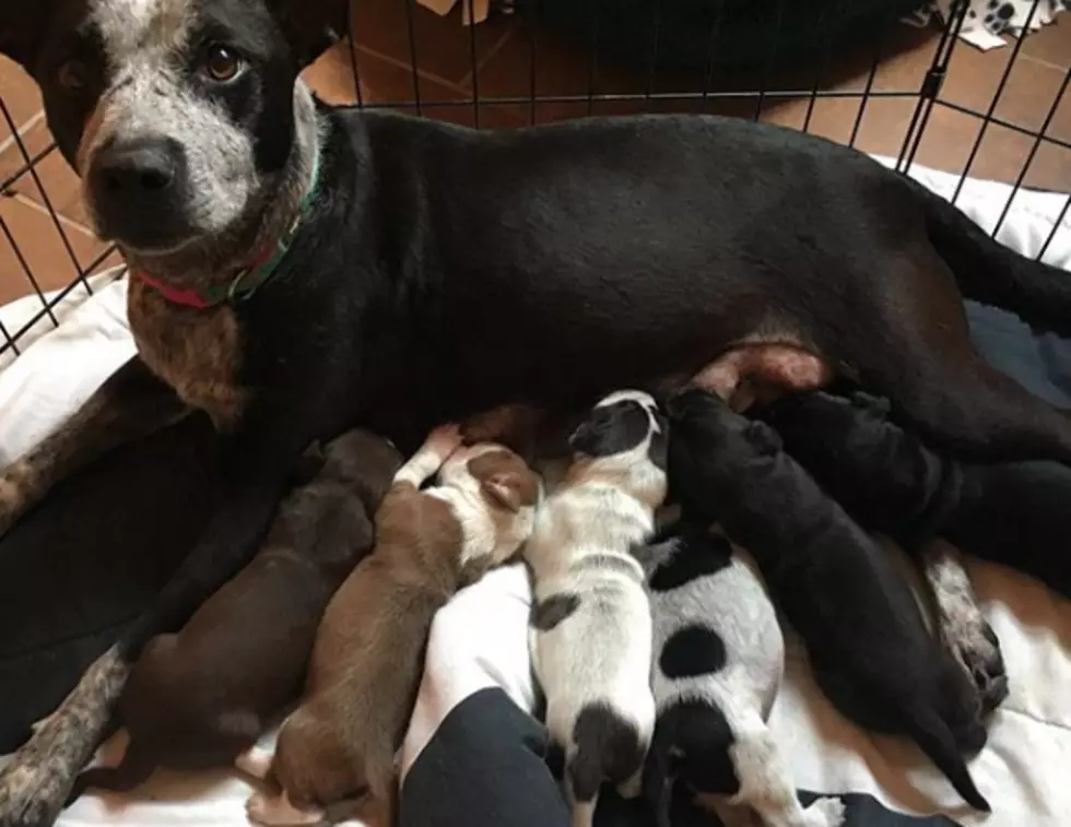 Puppies &#038; Mamma Need A Foster Home