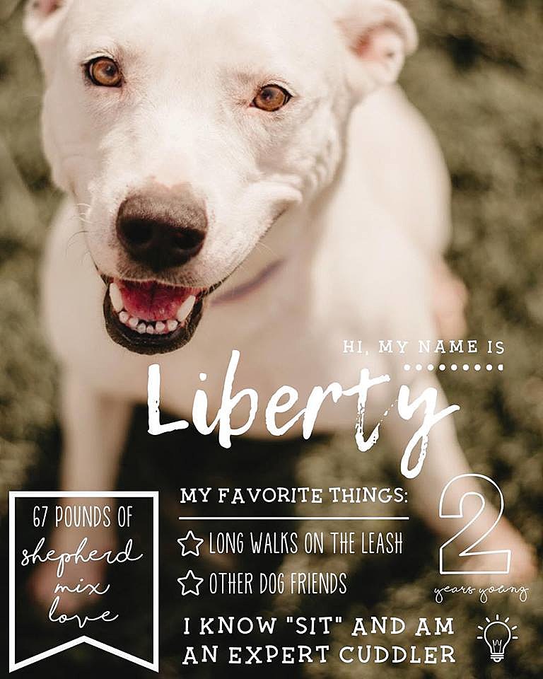 Liberty The Dog Is Looking For Her Fur Ever Home