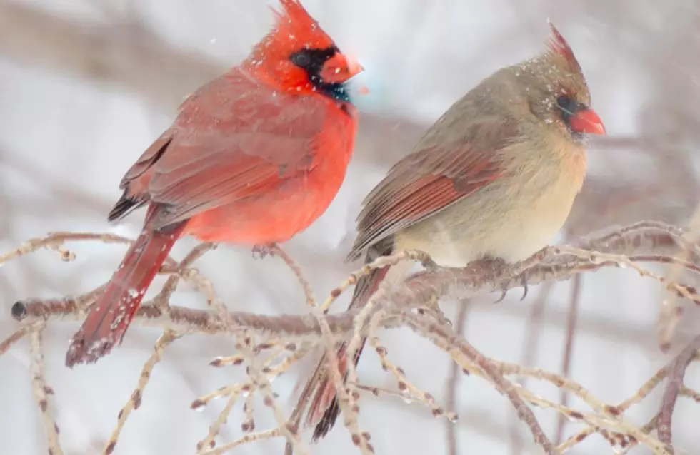 Do Birds Ever Freeze to Death During Extreme Winter Temperatures?