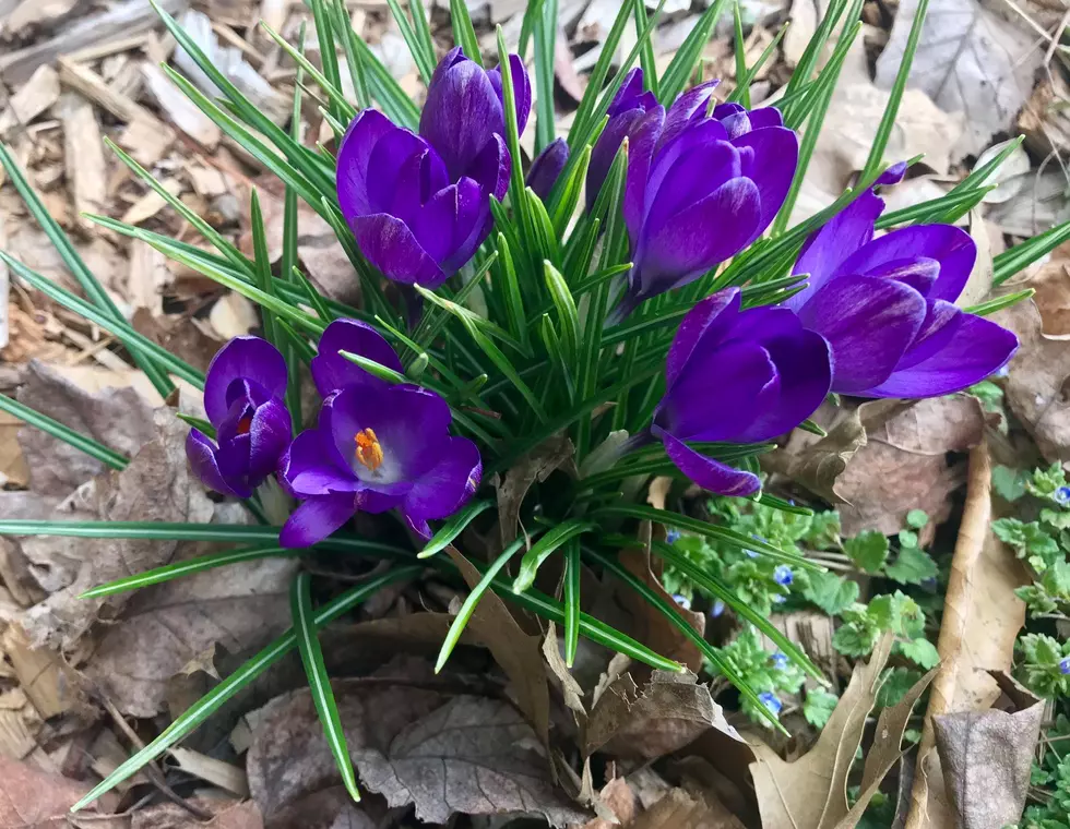 Signs of Spring are Popping Up in Newburgh