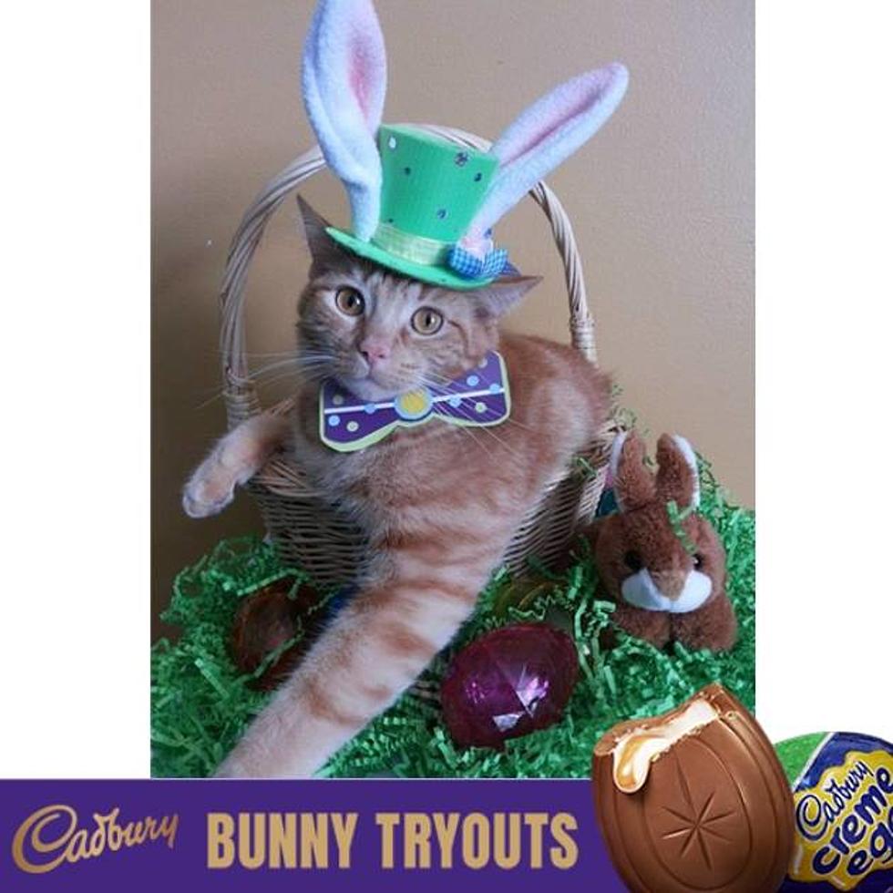 Cadbury Candy Selects Indiana Pet in Top 20 Bunny Tryouts