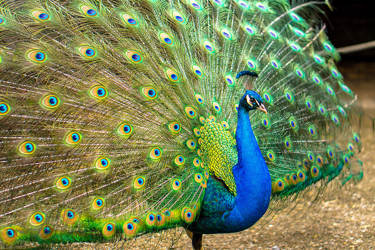 Are You Missing a Peacock? Exotic Bird Roaming Evansville Yard