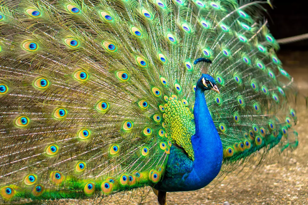 Are You Missing a Peacock? Exotic Bird Roaming Evansville Neighborhood