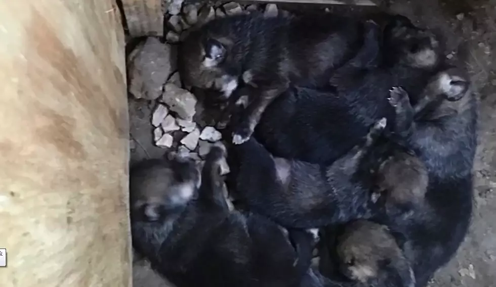Mesker Park Zoo Welcomes Litter of Endangered Wolf Pups!