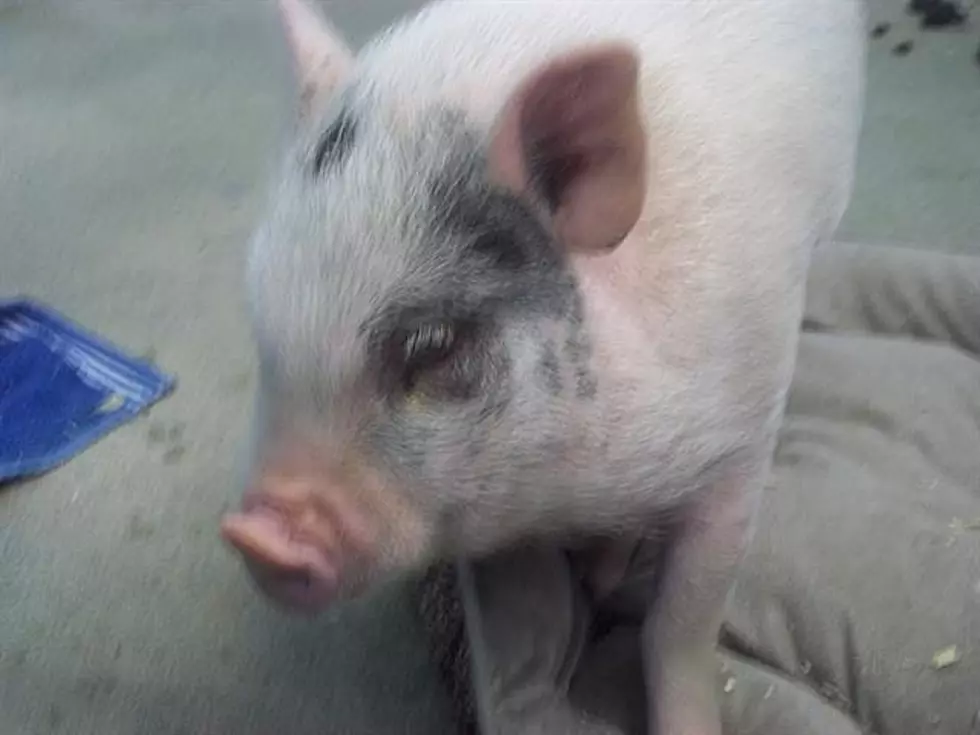 Evansville Animal Control Has 3 Pigs &#038; Needs Veggies!