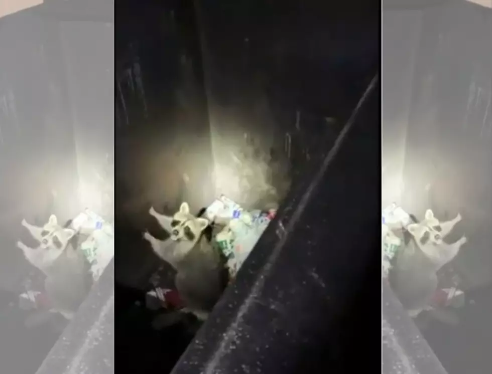 Evansville EMS Crew Rescues Raccoon Trapped In Dumpster