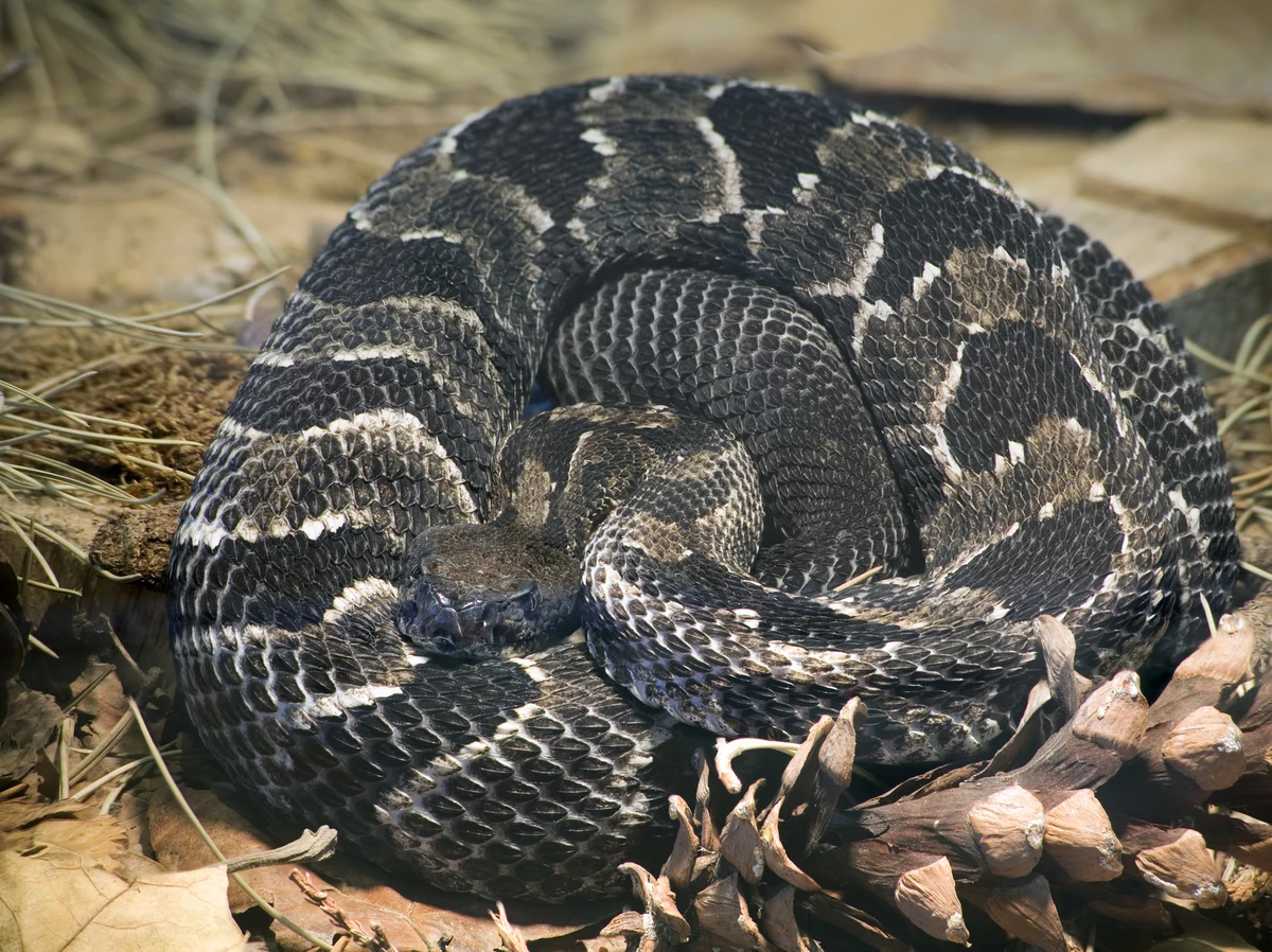 They're Rare, But They're There - 4 Venomous Snakes in Indiana