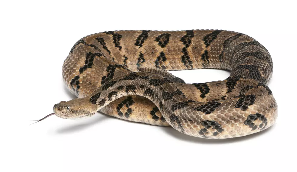 Timber rattlesnake - Crotalus horridus atricaudatus, poisonous, white background