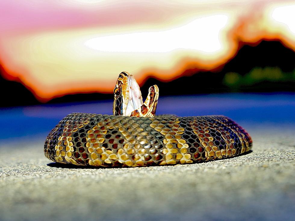 They’re Rare, But They’re There – 4 Venomous Snakes in Indiana