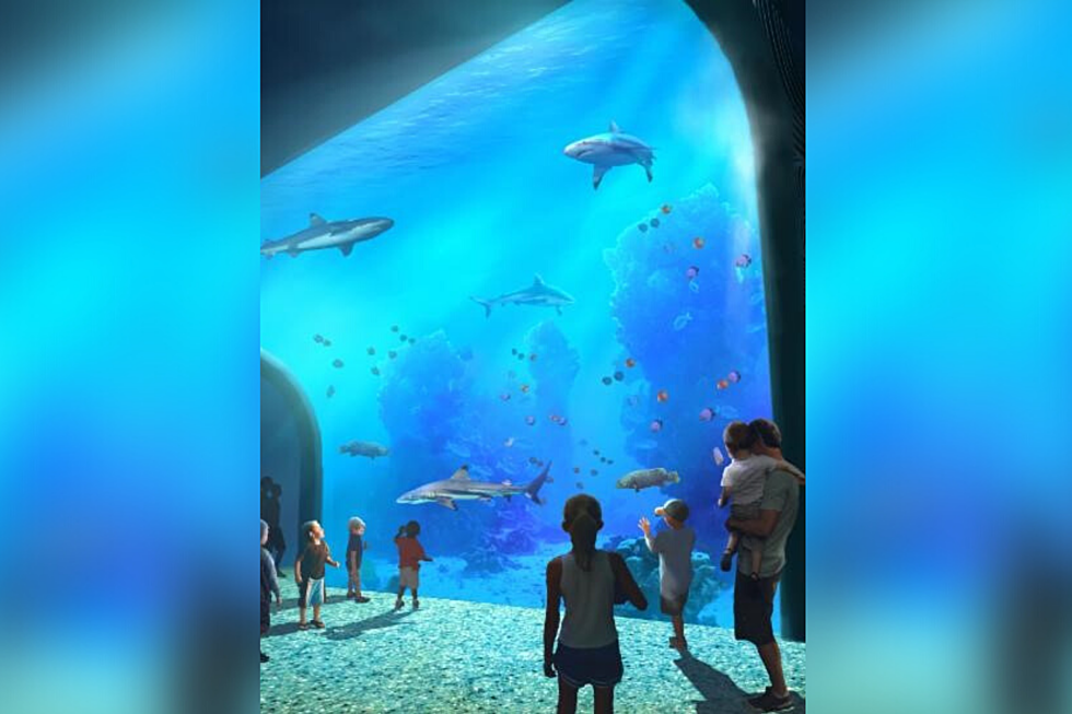 The St. Louis Aquarium at Union Station Opens Christmas Day 2019