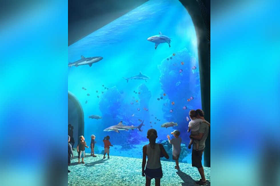 Exclusive Sneak Peek: St. Louis Aquarium at Union Station [Video]