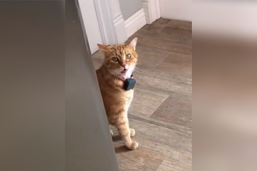 Cat Says &#8216;Well Hi&#8217; with a Southern Accent that will Make You LOL!