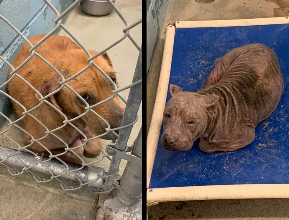 Two Dogs at Evansville AC Need Special Foster Homes While They Battle Mange
