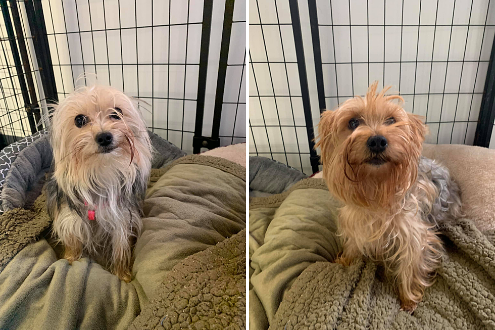2 Yorkies in Search of Forever Homes: Owner was Deployed Overseas [UPDATE: Adopted]