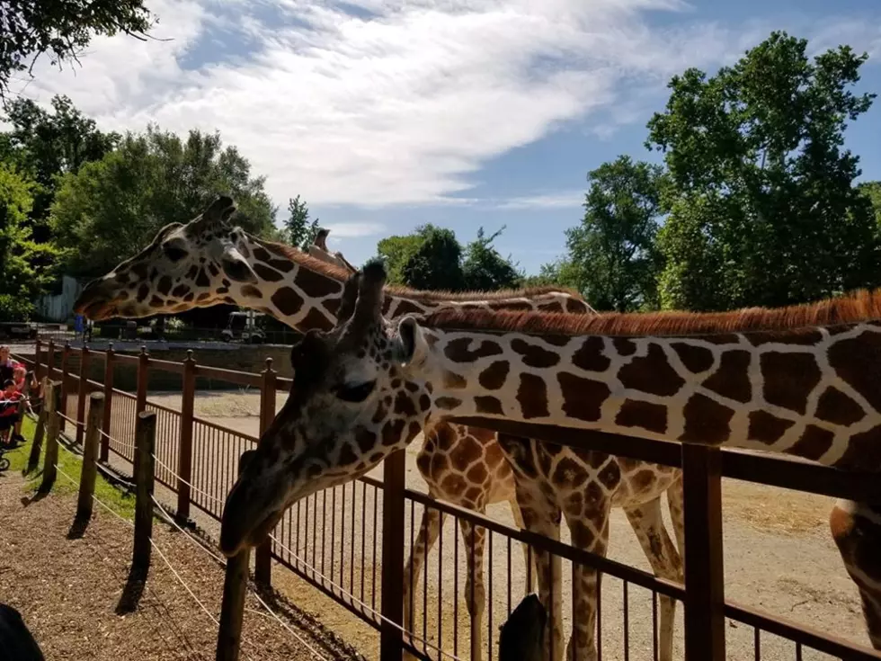 The Tri-State Remembers Mesker Park Zoo&#8217;s Giraffe Kizzie in Pics