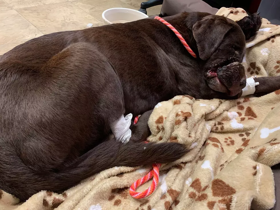 Severely Injured Dog&#8217;s Story Comes to a Heartbreaking Conclusion