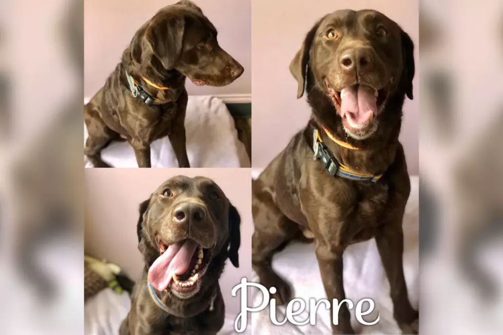 MY105.3 Fursday Thursday Pet of the Week &#8211; PIERRE [Video]