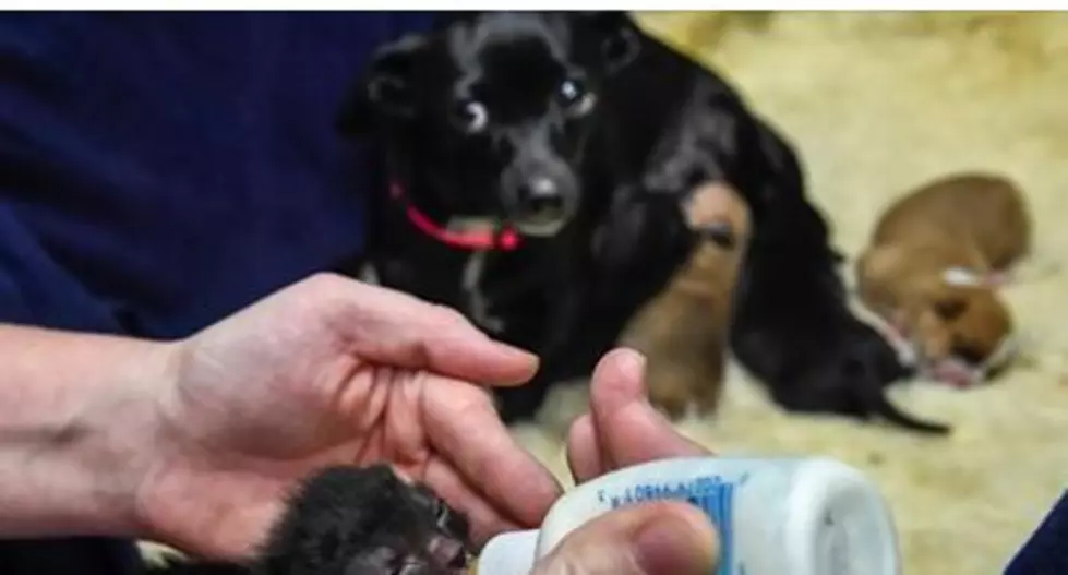 Chiweenie Dog Helps to Nurse Adorable Newborn Kittens