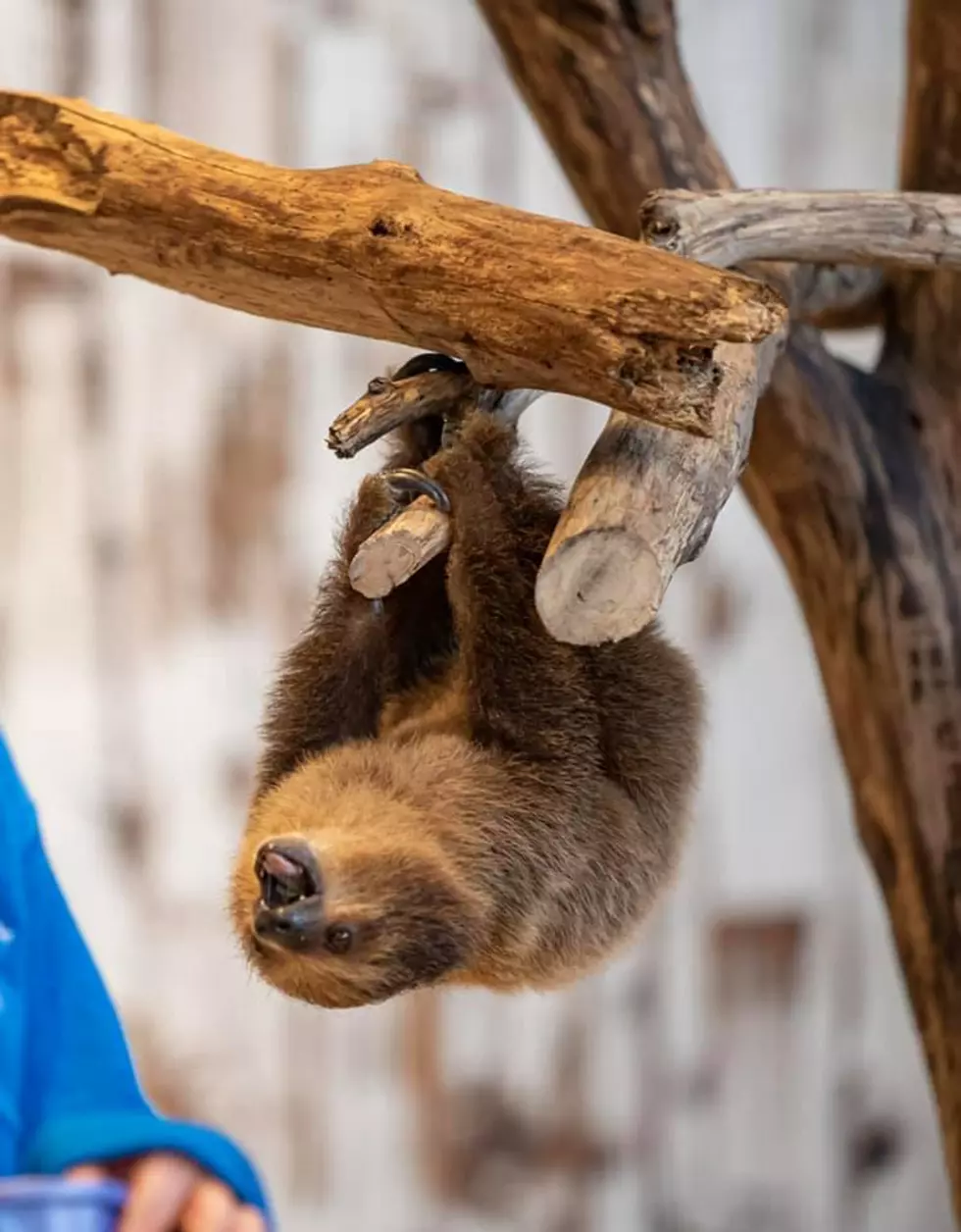 Watch the Slowest Breakfast Ever with a Baby Sloth-Virtually