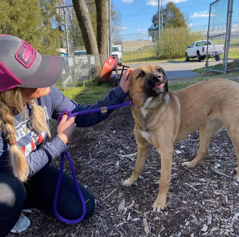 How to Help the Animals Impacted by the Nashville Tornado