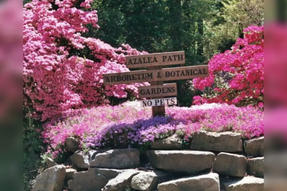 Signs of Spring: Gibson Co. Azalea Path Botanical Garden is Open