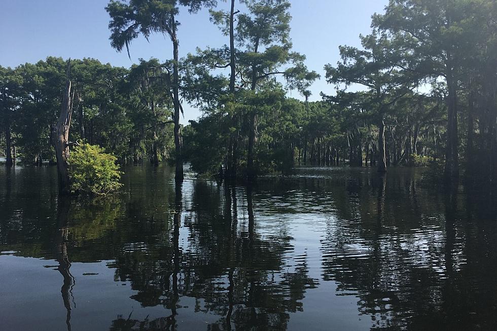 Kentucky Gator Sparks Terrible Flashback to a Trip in the Bayou