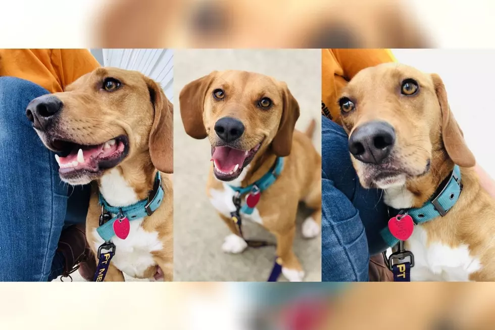 Meet Our Pet of the Week from It Takes a Village &#8211; BISCUIT