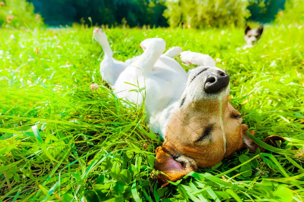 There’s a New Dog Park in Town and You can Hear all About it