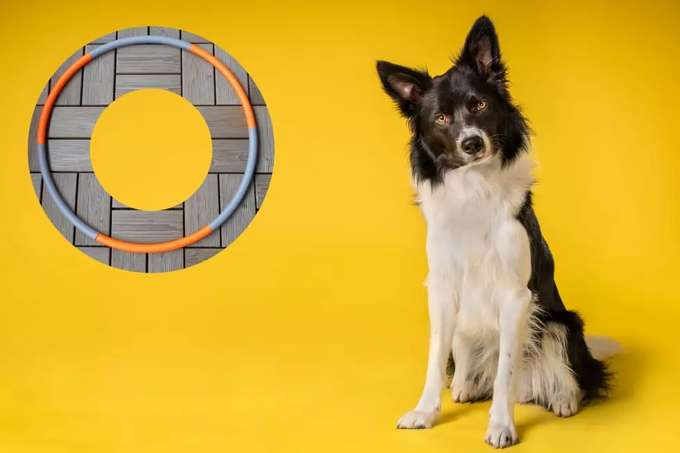 Hula Hooping Dog Video is Hilarious &#038; Heartbreaking [Watch]