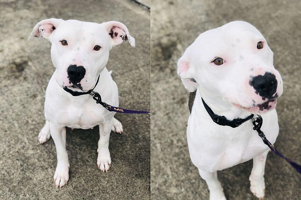 Start 2021 With Love When You Adopt JALIAH &#8211; Our Pet of the Week