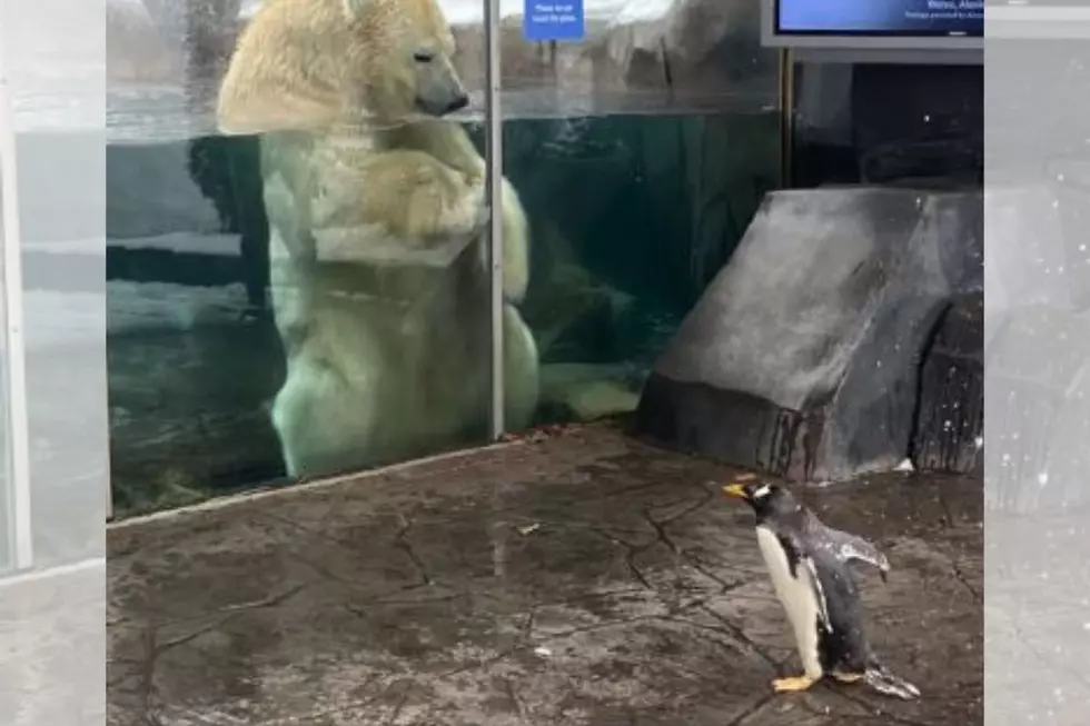 Watch Penguins at the St. Louis Zoo Take a Walk in the Snow [Video]