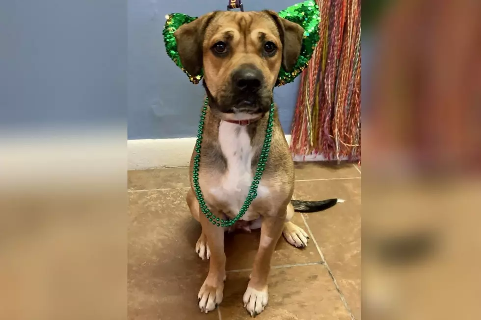 Our Adoptable Pet of the Week BENSON Hopes the &#8216;Luck of the Irish&#8217; Is On Her Side