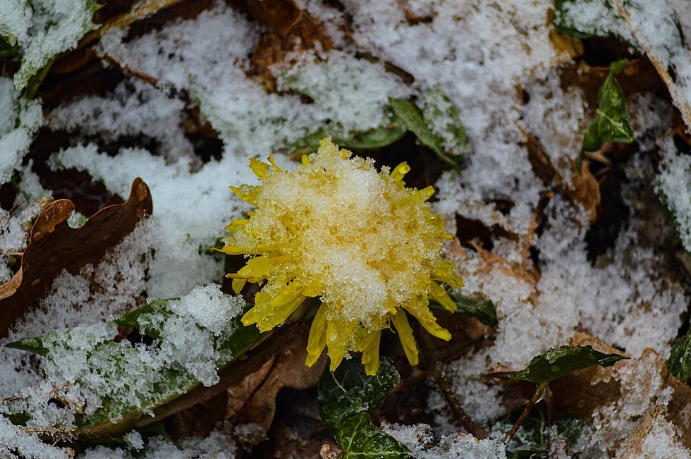 Oh Snow! Freeze Warning and Light Snow in the Forecast 4/21/21