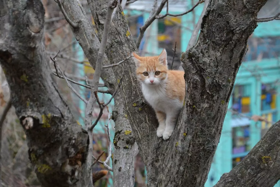 High Score Saloon Offers Cash Reward to Whoever Rescues Cat Stuck in Tree