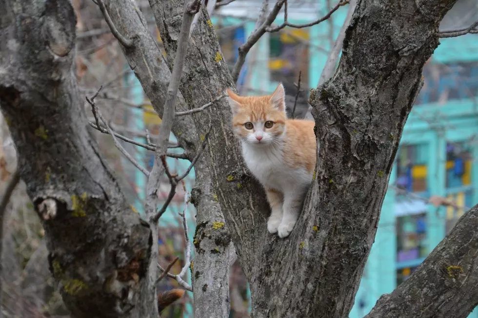 High Score Saloon Offers Reward for Rescuing Cat Stuck in Tree