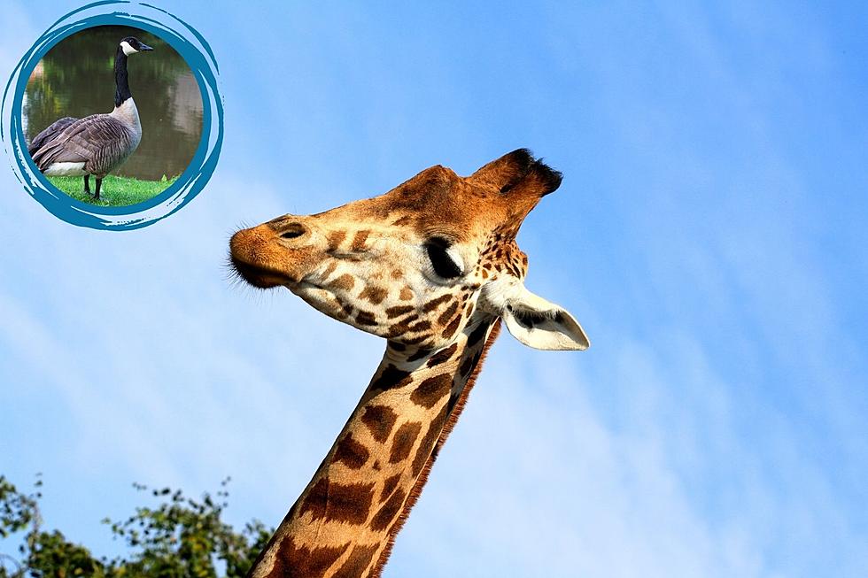 Giraffes Show Goose Who&#8217;s Boss in Hilarious Mesker Park Zoo Video