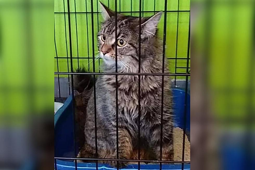 Kitty Cat Taped Inside Litter Box &#8211; Dumped at Evansville Animal Shelter