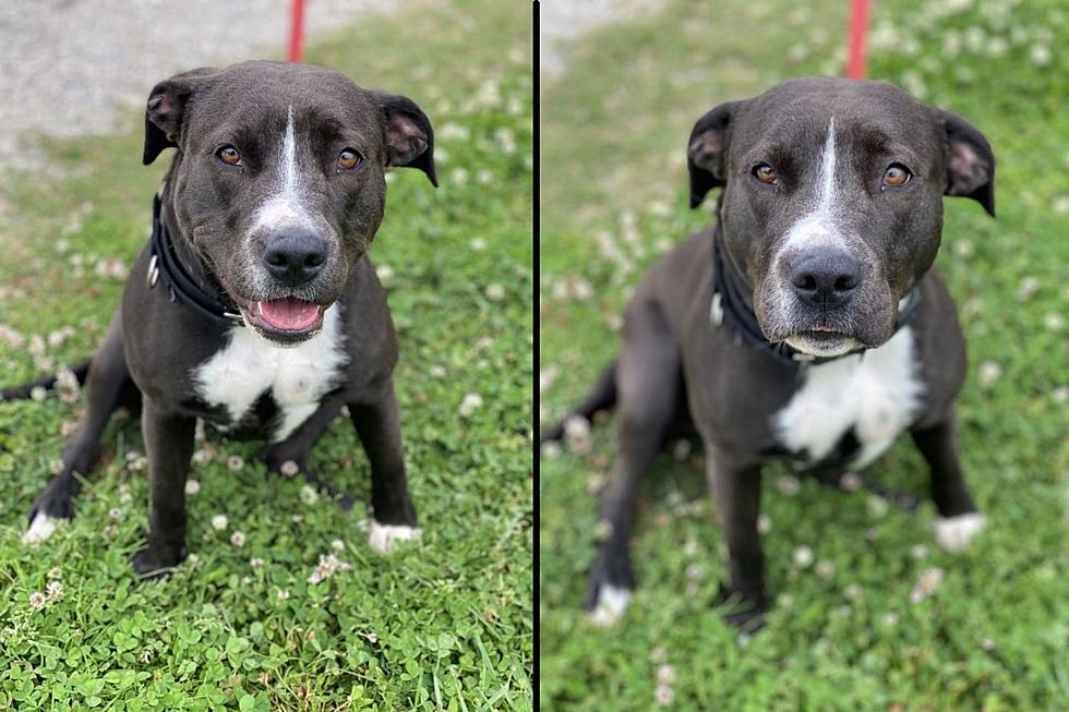 Our Adoptable Pet of the Week &#8211; PEPPER &#8211; Is Nothing to Sneeze At