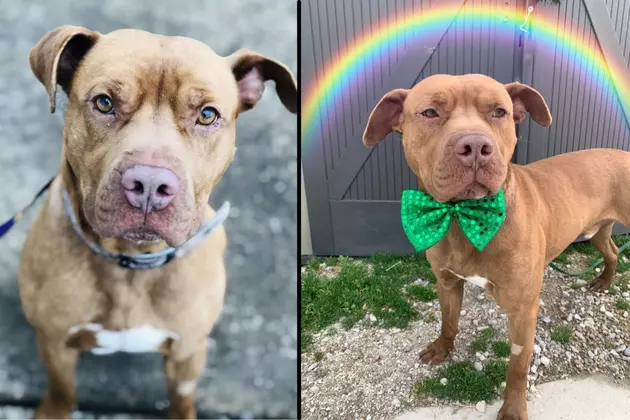 Pet of the Week &#8211; THEO Might Just Be Your Pot of Gold at the End of the Rainbow