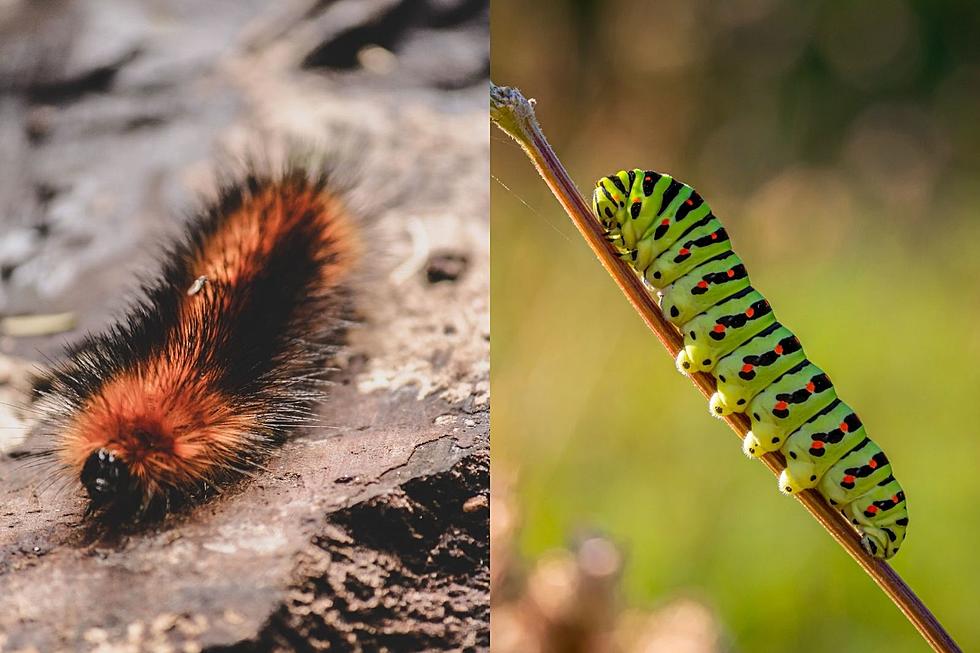 Settle this Debate: Are Woolly Worms and Caterpillars the Same Thing?
