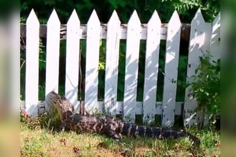 Five-Foot Alligator Startles Dog Walker in an Indiana Neighborhood