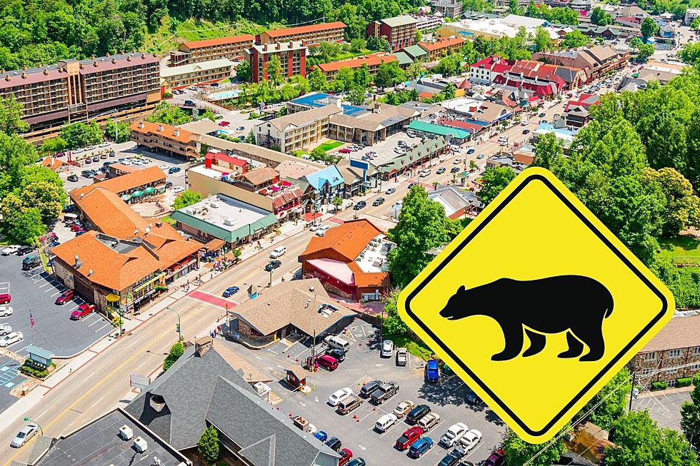 Woman Shares Video of Bear Strolling Across a Crowded Gatlinburg Street [Watch]