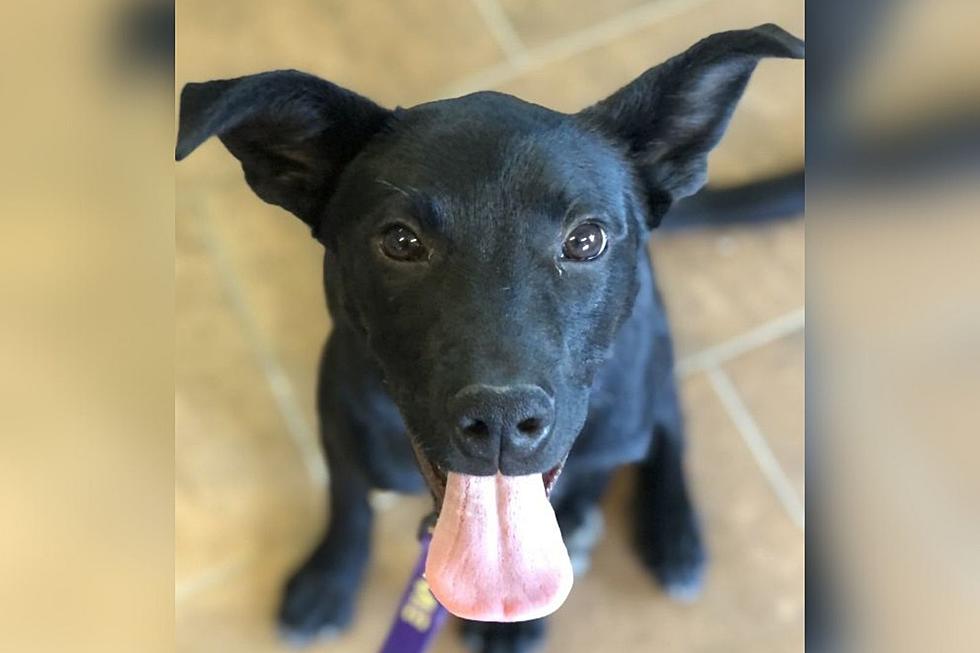 Which is Cuter, That Tongue or Those Ears? Meet LANDON, Our Pet of Week