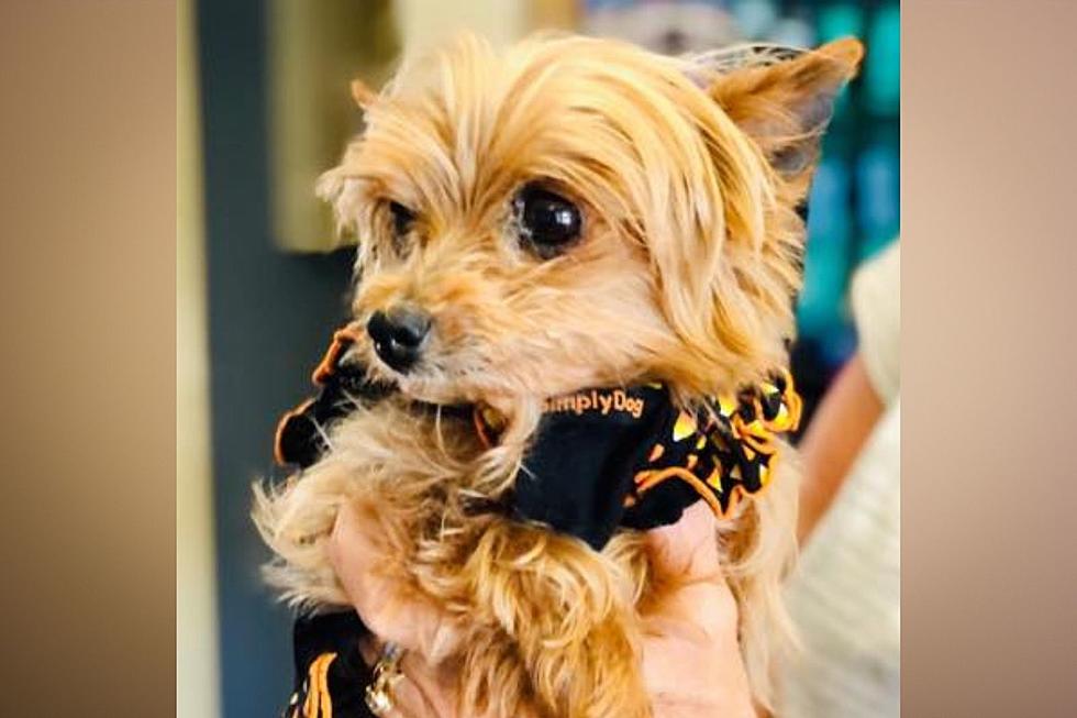 Indiana No-Kill Rescue Rehoming Senior Yorkie with Loving Home After Owner Dies