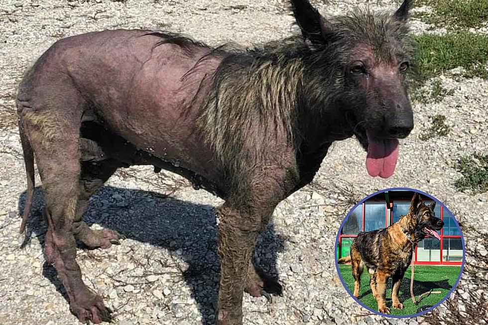 Indiana Miracle Dog Finally Gets Adopted – See the Before and After Pics
