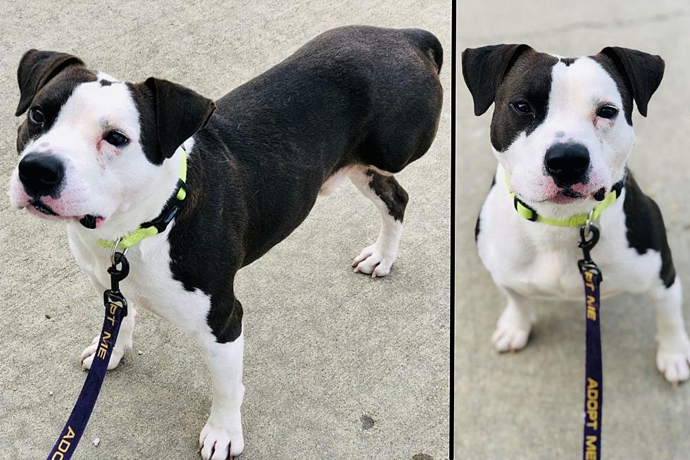Indiana Puppy Only Needs Three Legs to Win Your Heart