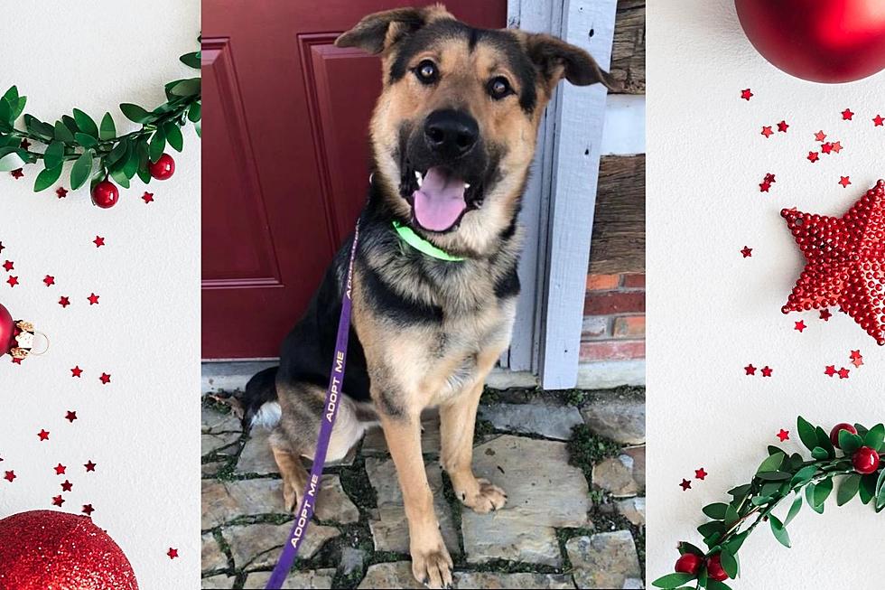 German Shepherd Rescue Dog Doesn&#8217;t Need a Presidential Home, Just a Loving Fur-Ever Home