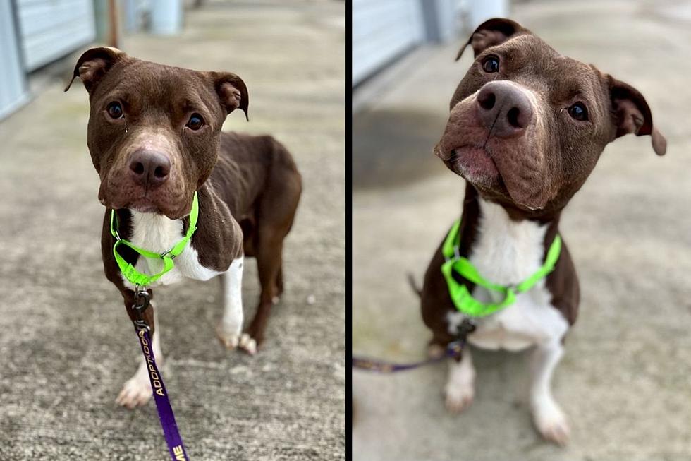 This Sweet &#8216;BEBE&#8217; Girl is Waiting to Get Adopted from Indiana Dog Shelter [Pics]