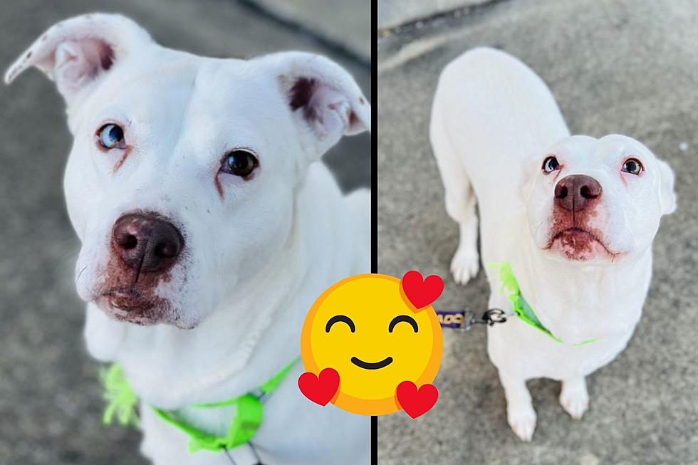 Deaf Indiana Dog Doesn’t Need to Hear to Feel Your Love – Adopt Her Now
